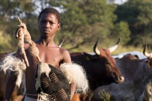 isibindi-zulu-nguni-cattle-51