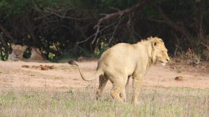 This young lion rewards us with a spectacularly stinky scat