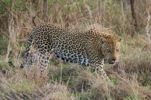 A big male leopard walks towards us in the grass