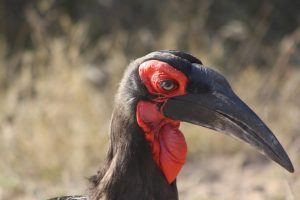 What an experience to hear the gorgeous Ground Hornbill move across the Timbitene Plain at dawn