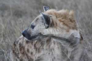 Hyena at dawn