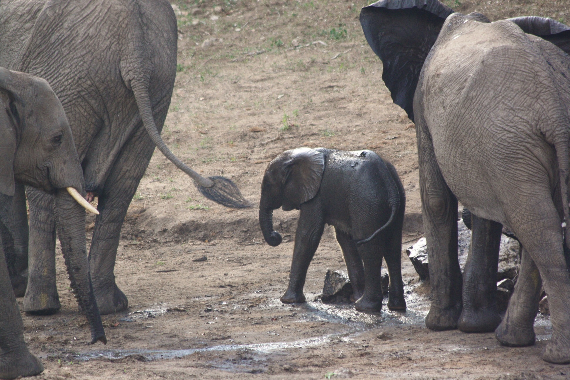 "I'm OK! I'm OK everybody!" We had a tense moment when this little guy fell into the waterhole in front of the lodge. It took a while for his mother to pull him out.