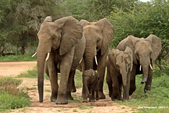 Beautiful sighting of elephant herd - photograph by Joey Vermeulen