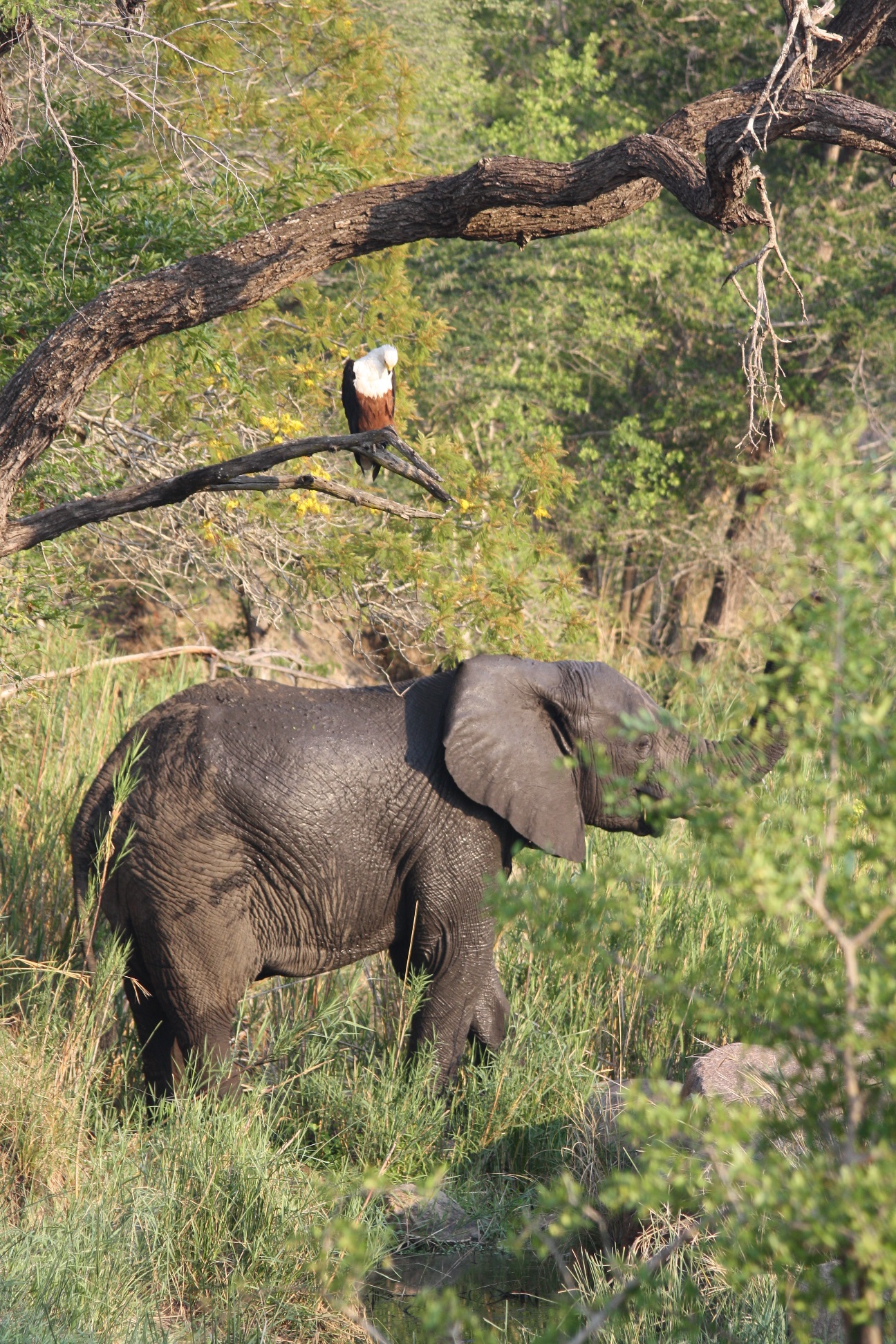 Fish Eagle and Elephant