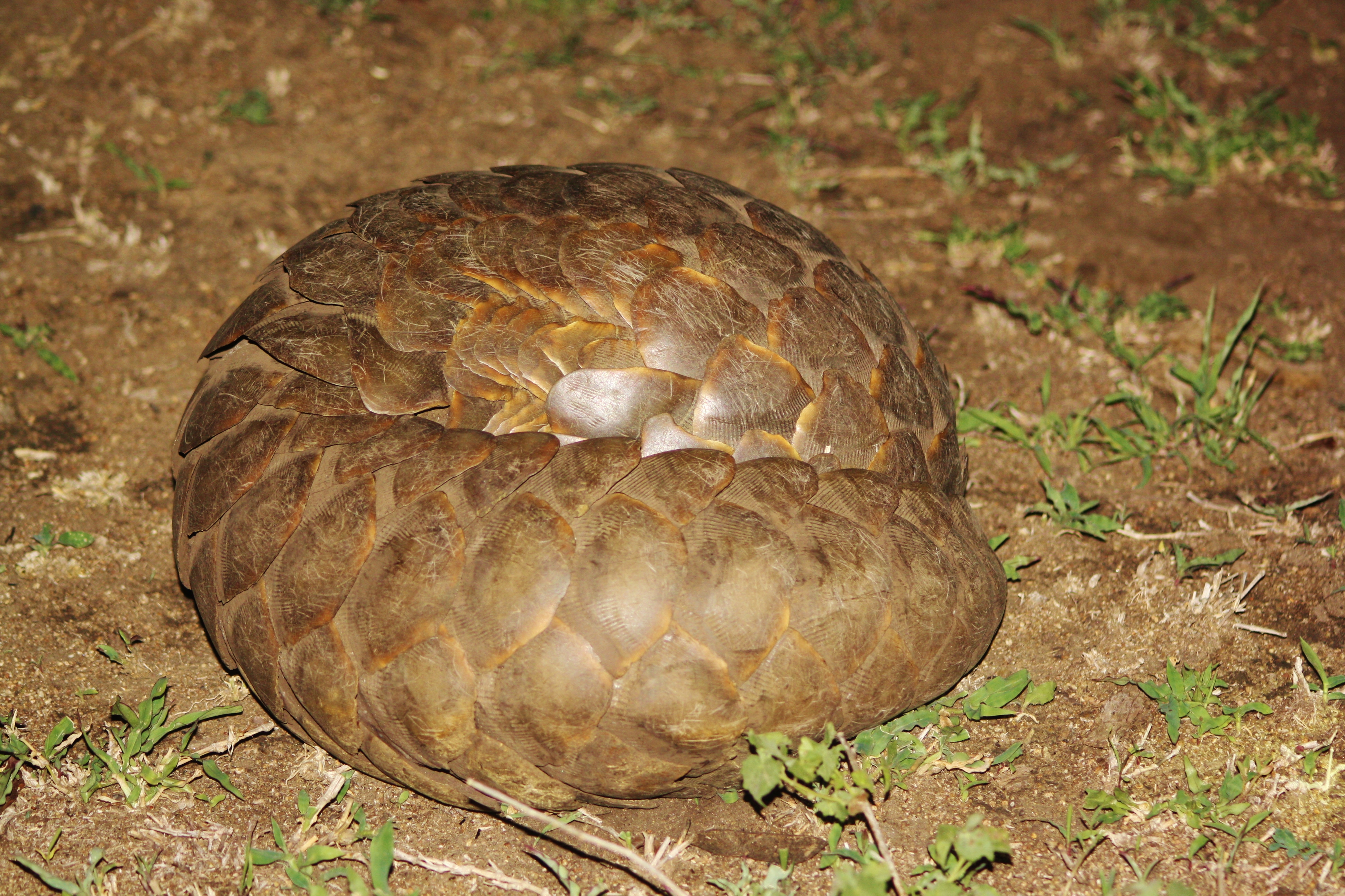 The rare pangolin spotted on a night drive from Rhino Post Safari Lodge by guide Joey Vermeulen
