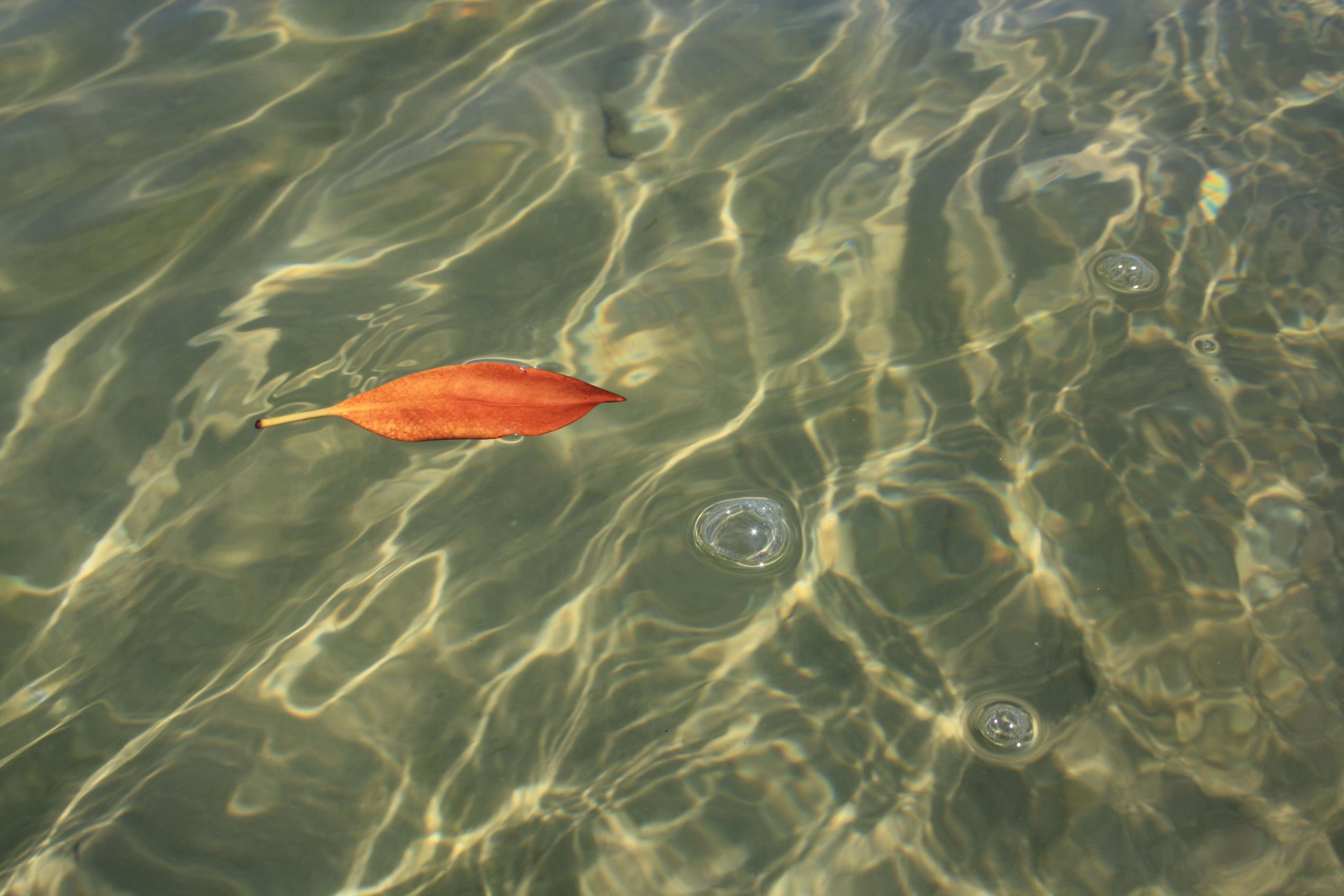 Leaf in clean water of Kosi Bay