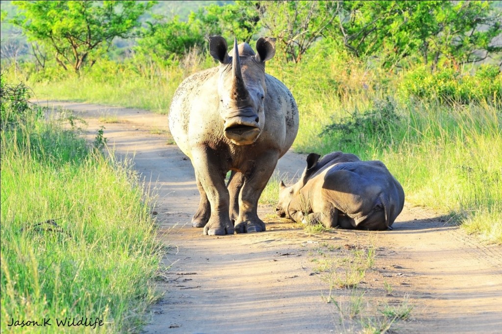 Photograph by Head Ranger Jason Kipling, Rhino Ridge Safari Lodge