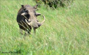 Warthog by Jason Kipling