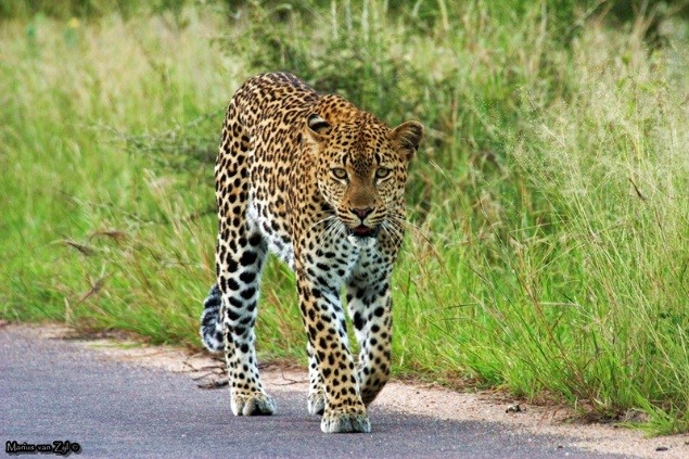 Leopard are often spotted walking along the road - photograph by Joey Vermeulen