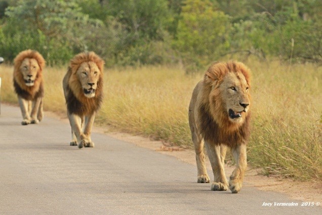 Lion males walking along the road in the early morning light - photograph by Joey Vermeulen