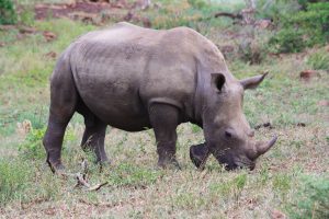 Worth fighting for – Rhino baby