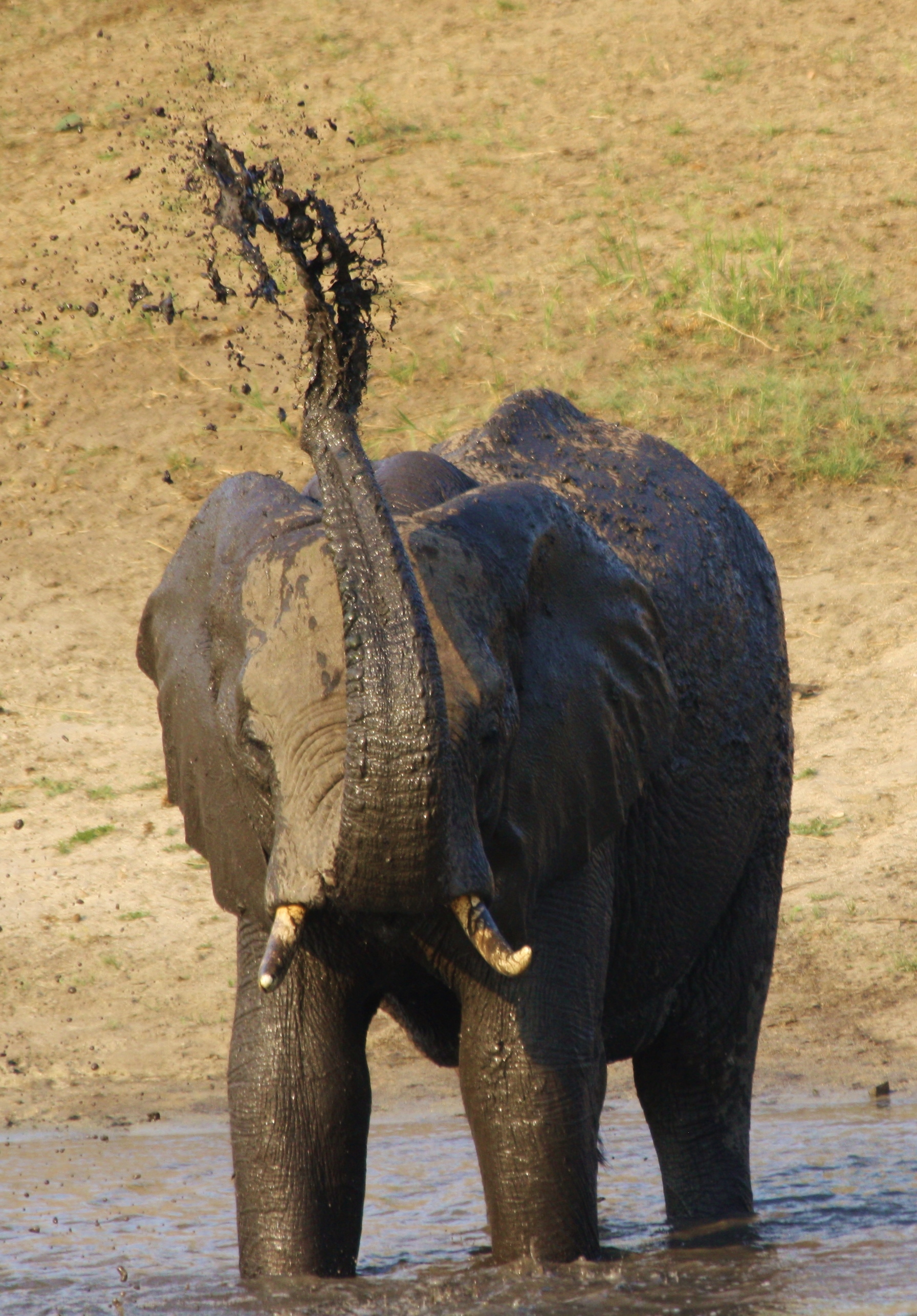 Watching this elephant splashing himself was a highlight of our walking safari