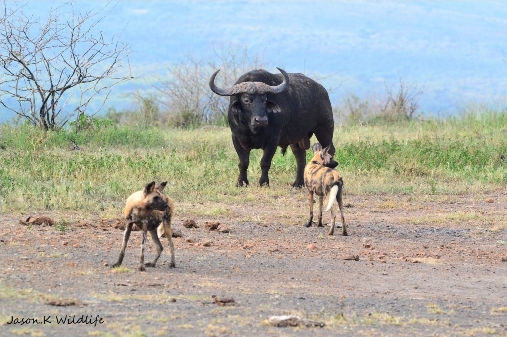 Jason April 2015 Wild Dog Buffalo 2