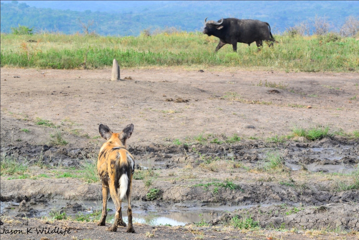 Jason April 2015 Wild Dog Buffalo 3