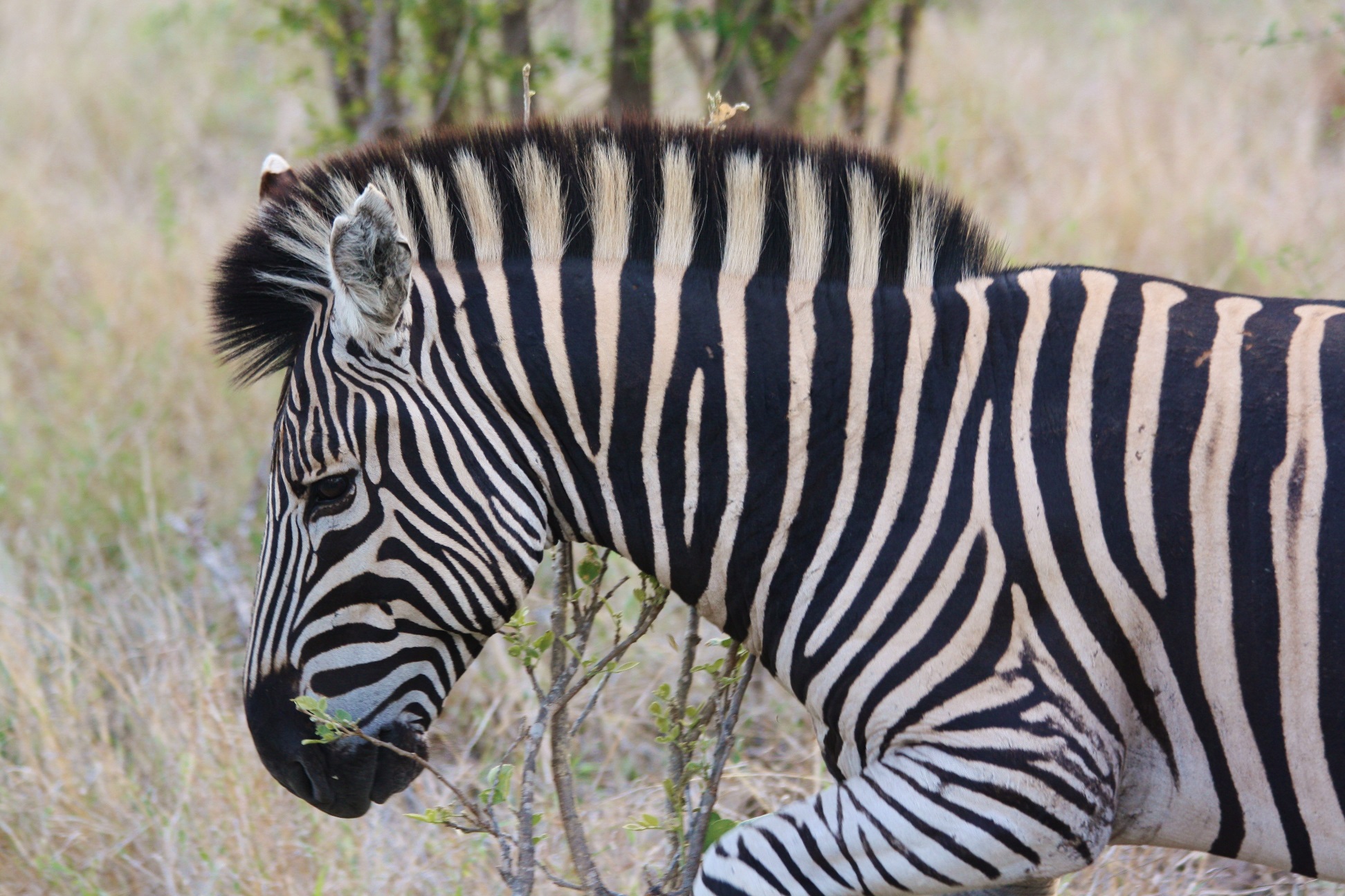 A young zebra starts trotting to introduce a game of "follow my leader"