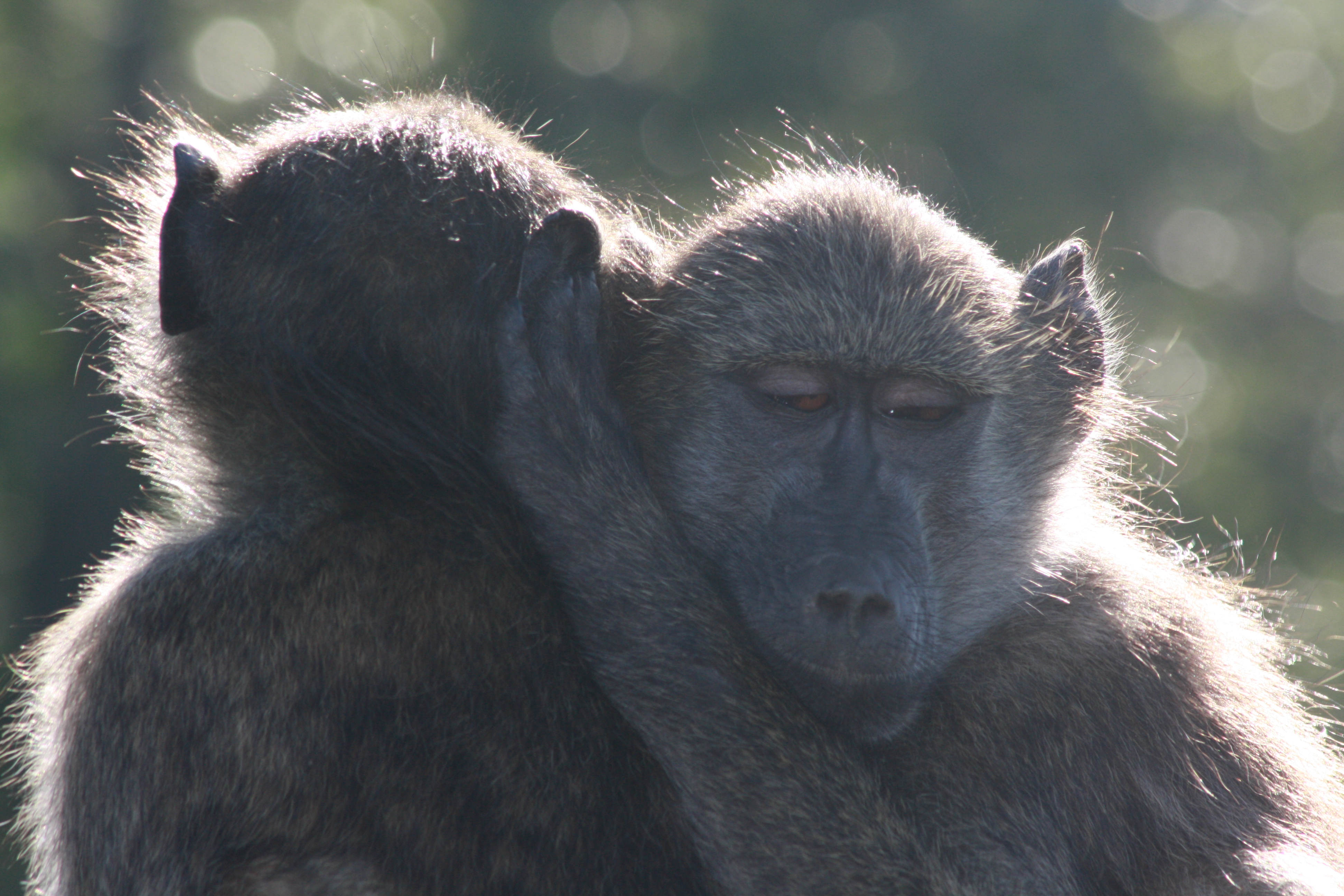 Kruger 2010 126