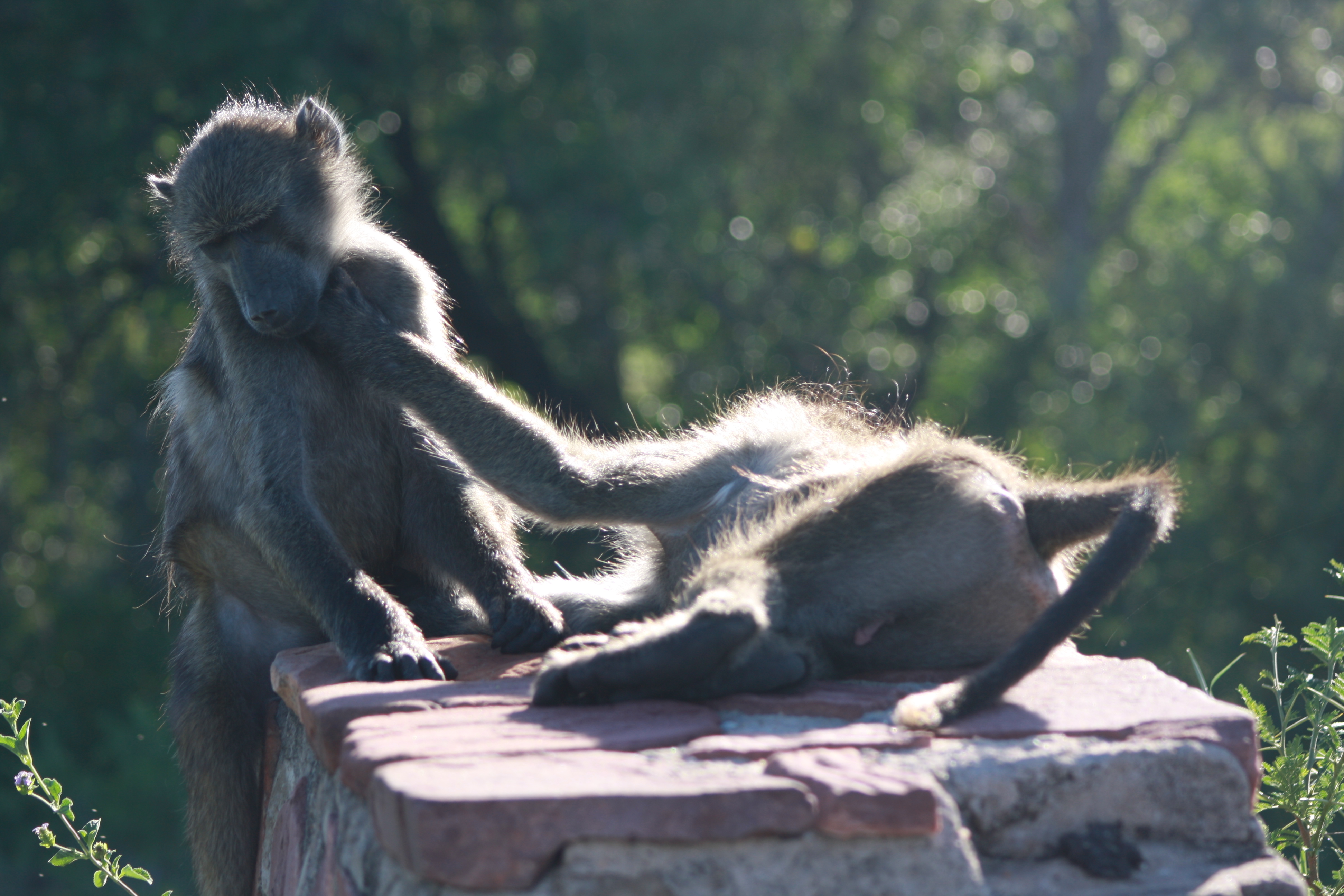 Kruger 2010 127