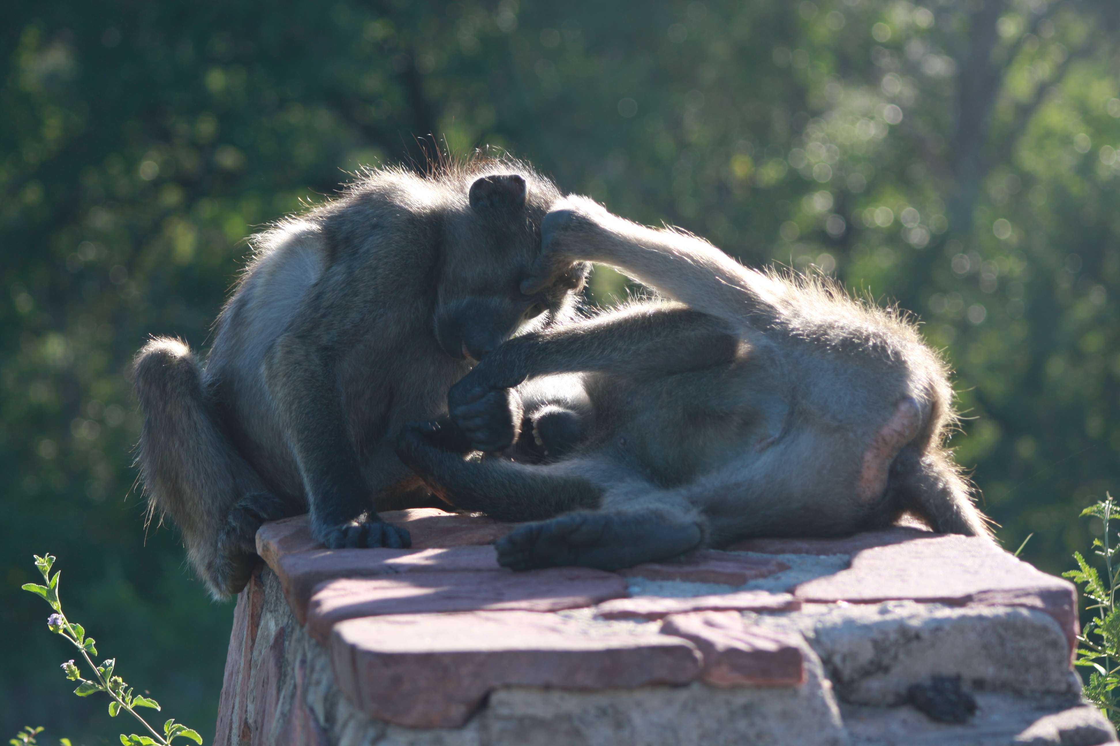 Kruger 2010 128