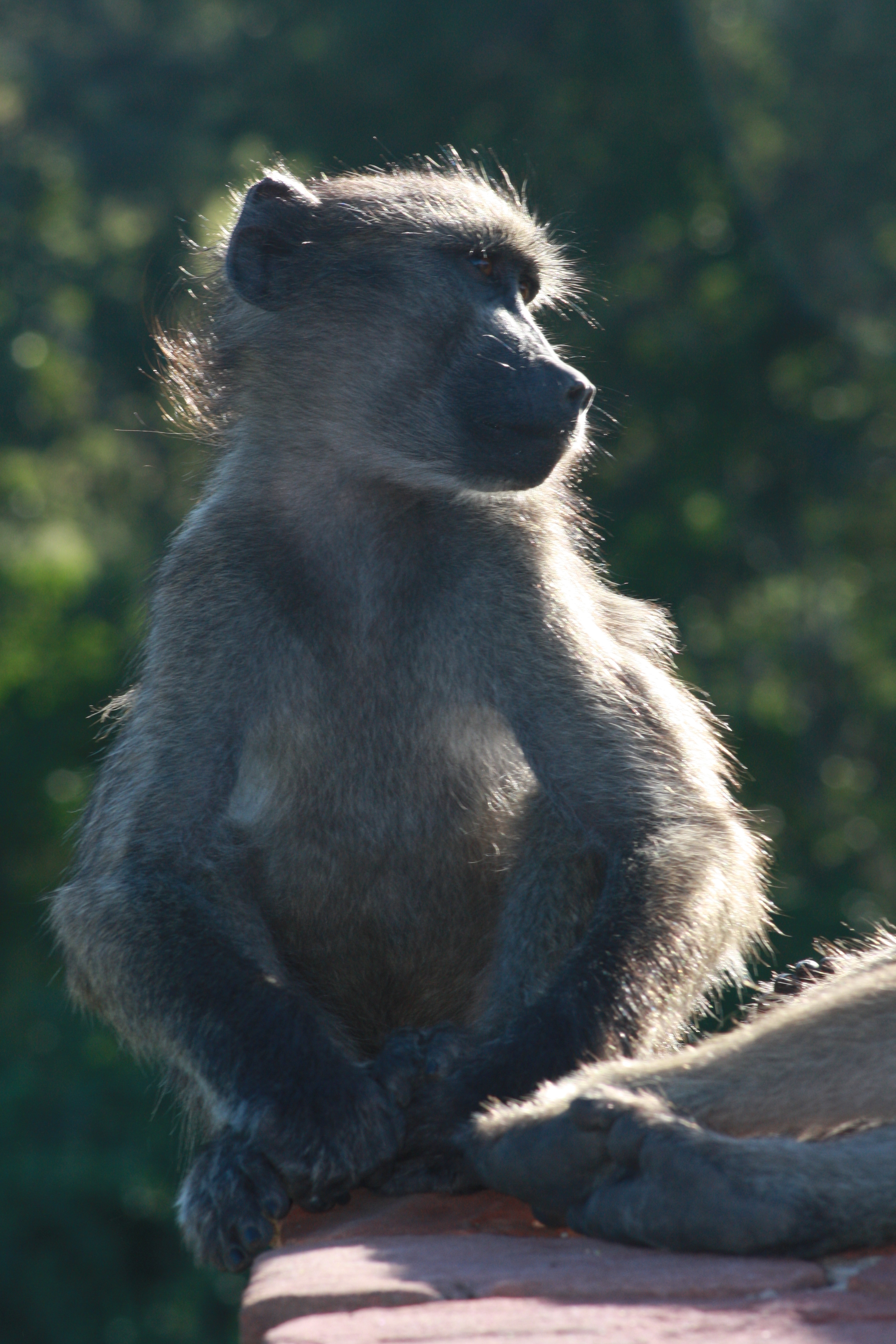 Kruger 2010 129