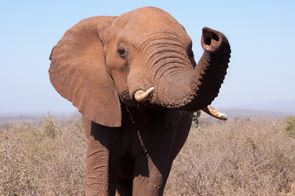 Elephant close-up by Chris Laskey