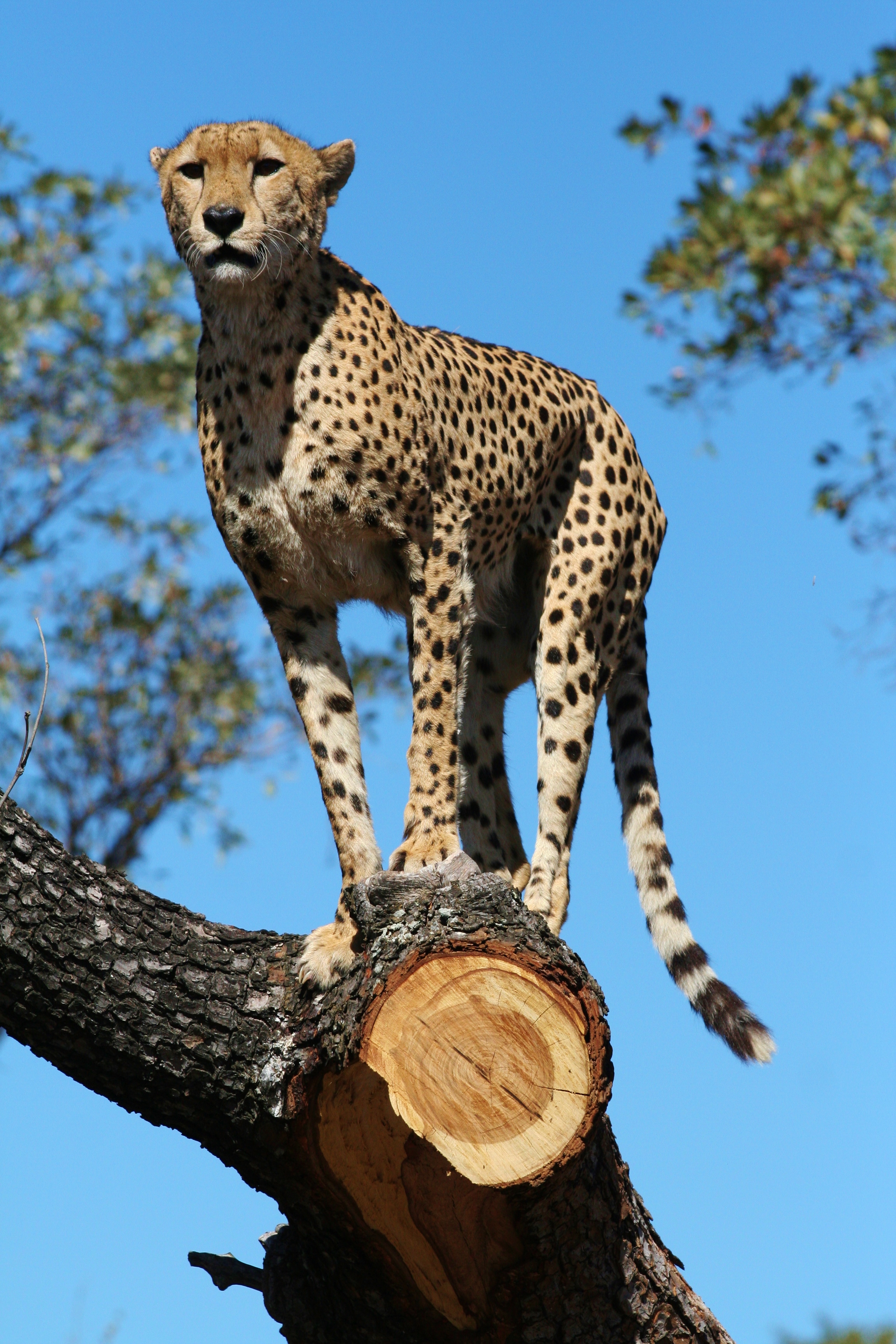 It is a privilege to spot one of these cheetah, as there are only estimated to be about 400 in the Kruger National Park