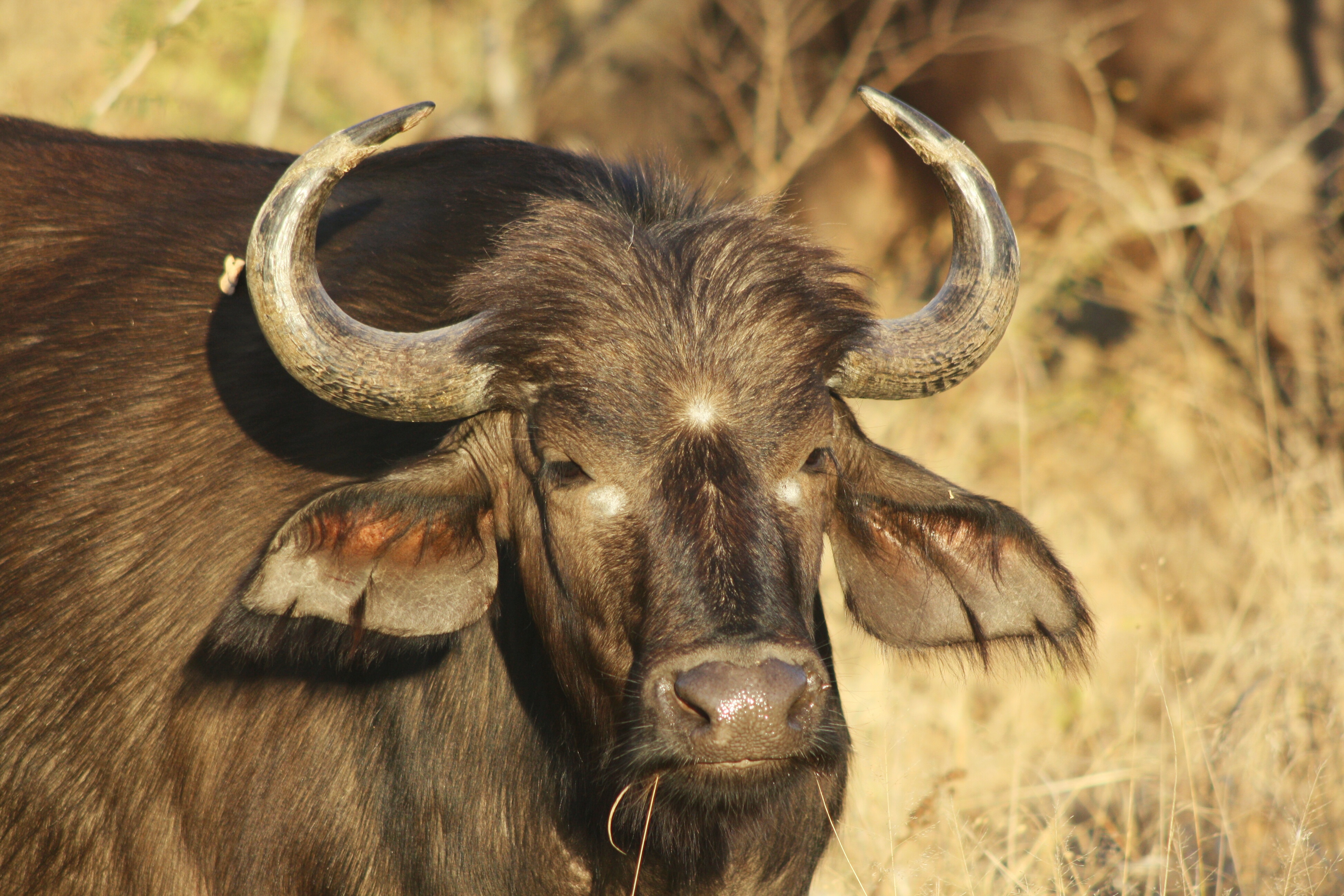 Good hair day for this auntie buffalo. Female buffalo may be identified by these tufts over their horns.