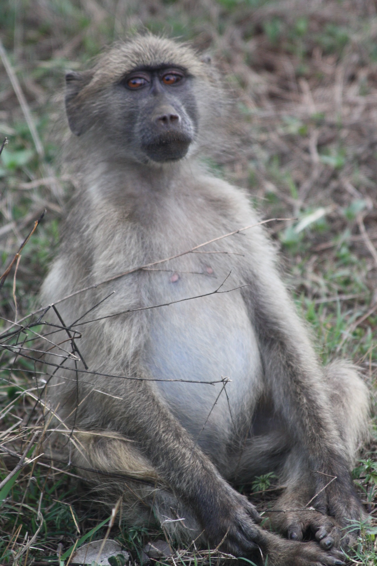 Another meditating friend