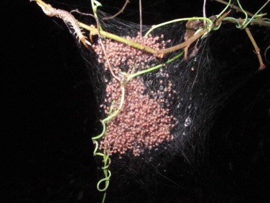 Baby spiders almost ready to leave the nest