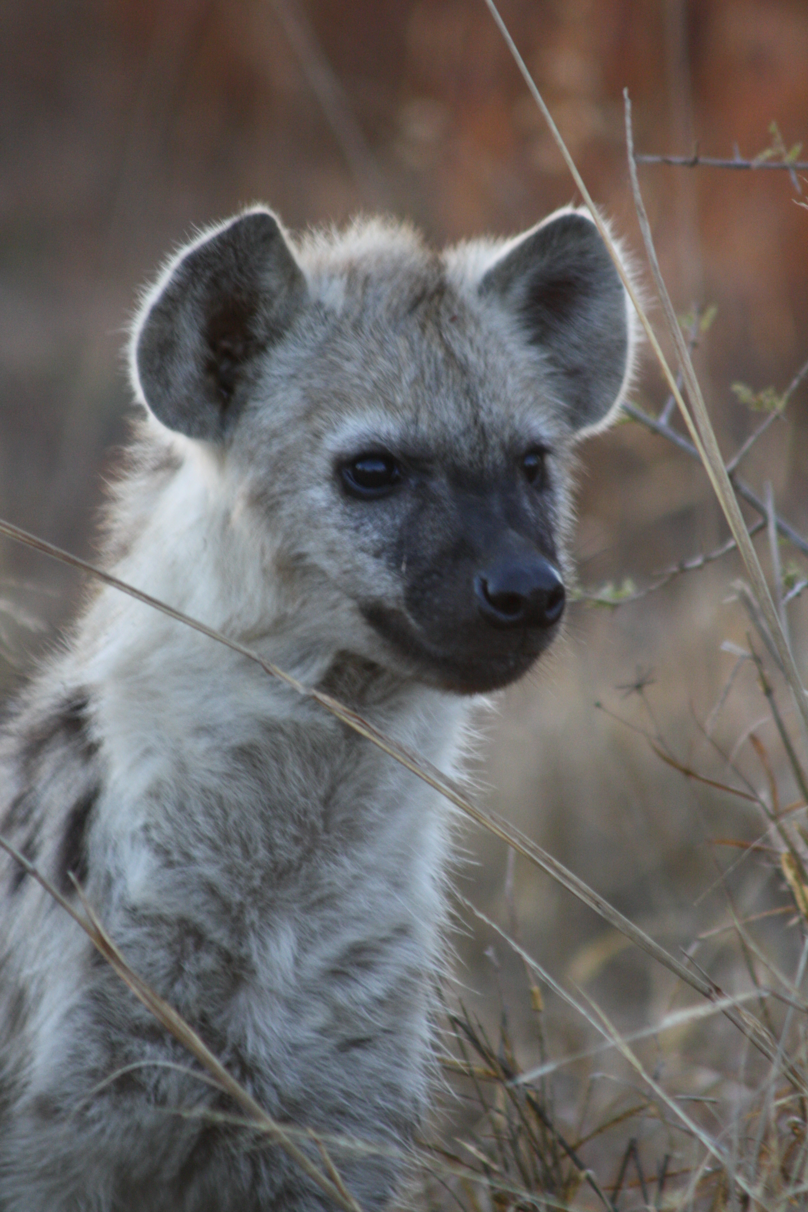 Hyena puppy - photograph by Berenice Meintjes