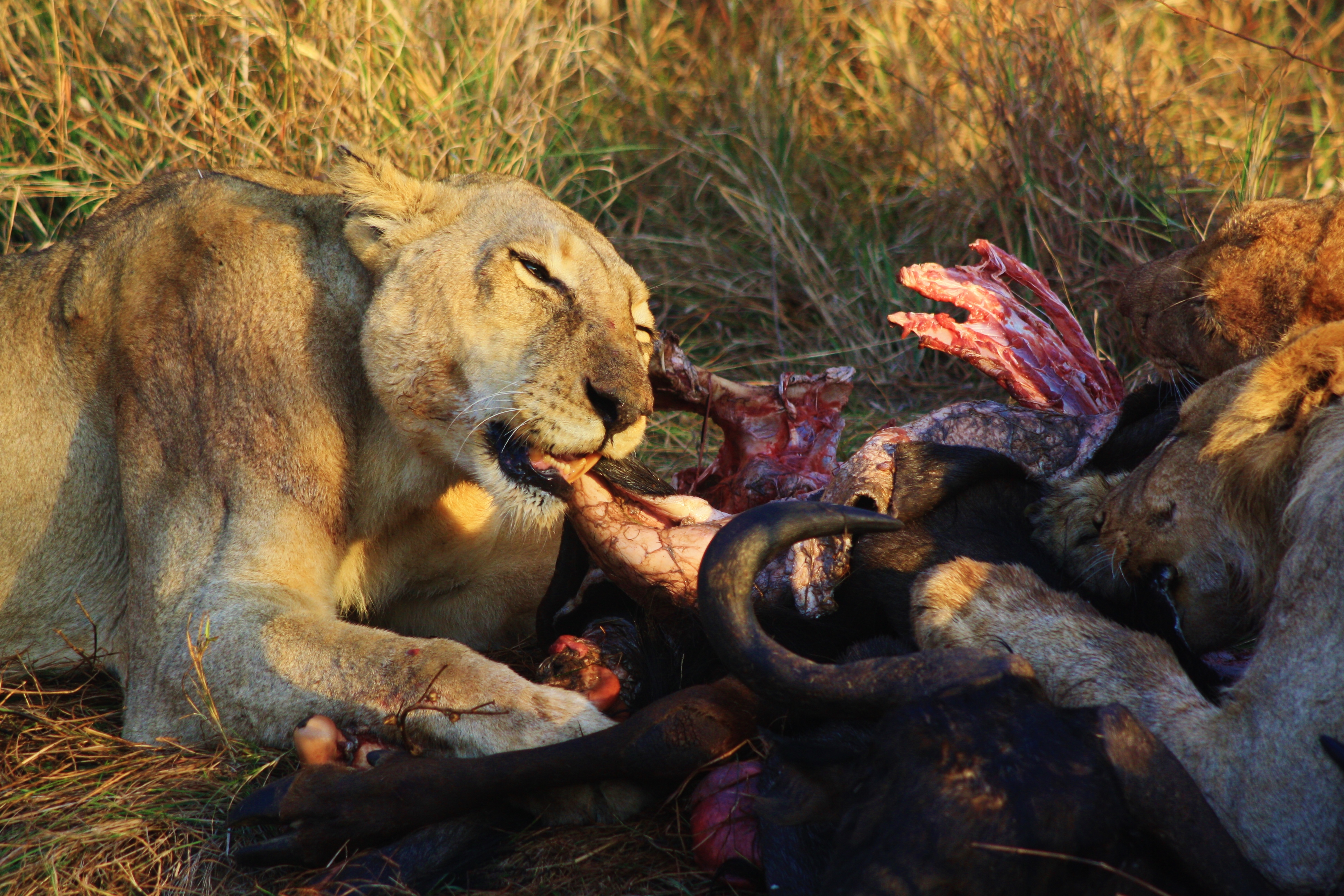 Lion eating buffalo kill