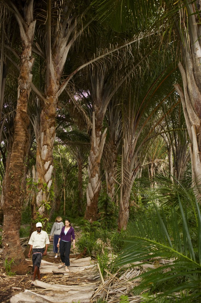 A guided walk through the Raffia Forest