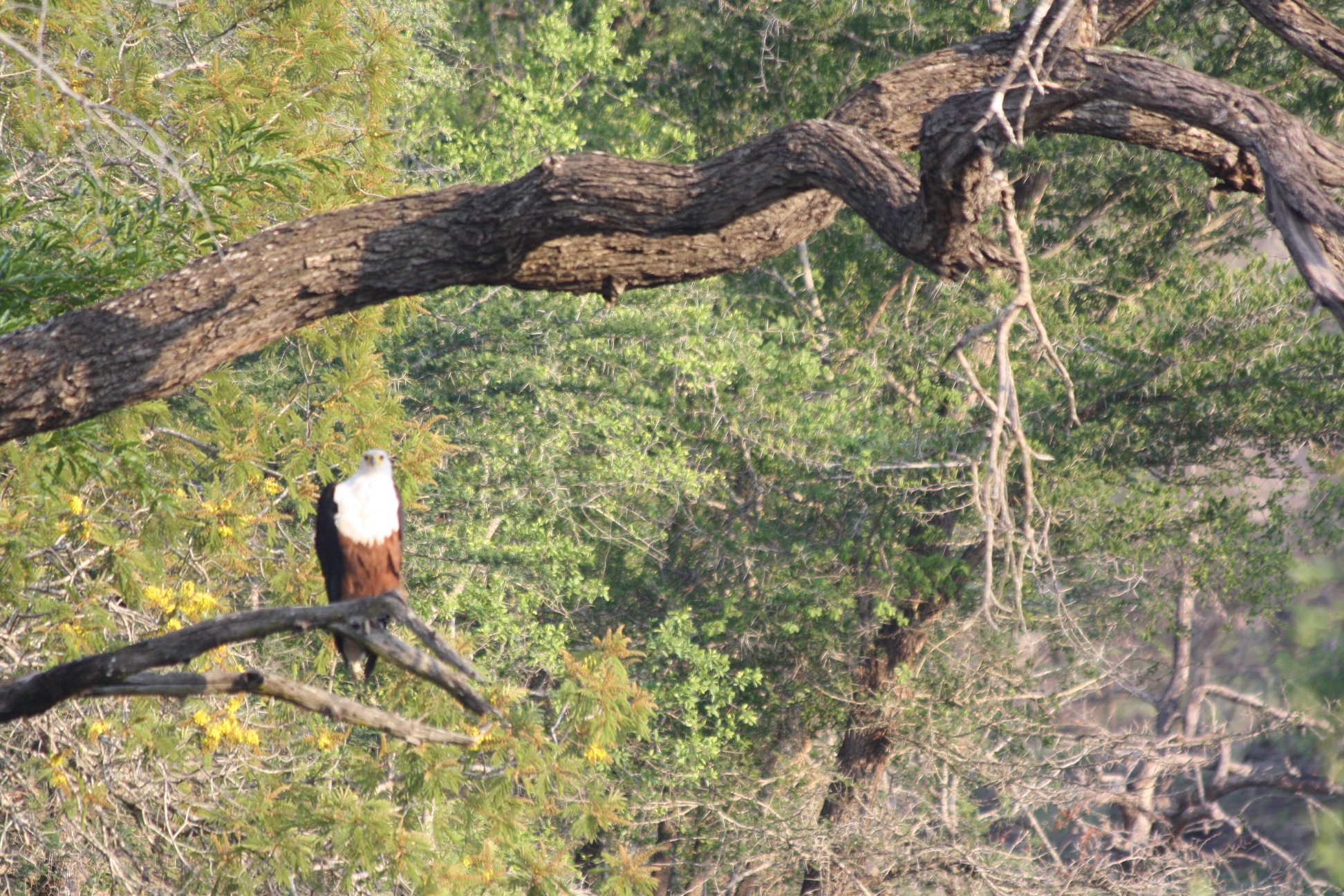 The majestic Fish Eagle