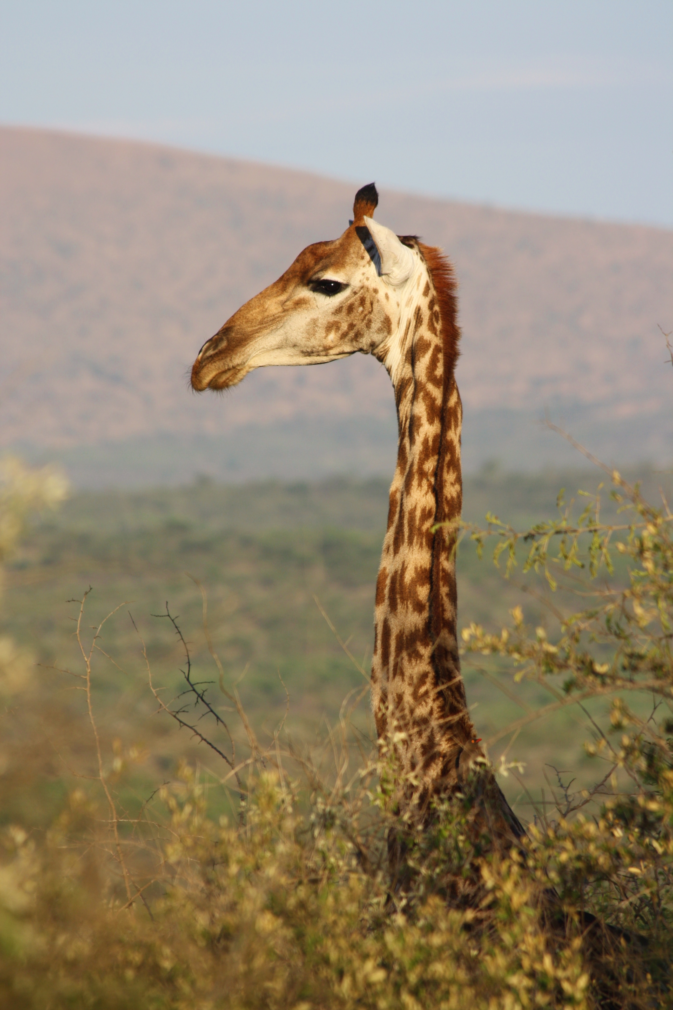 The elegant African 'Tall Horse'