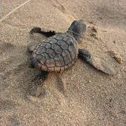 This turtle baby struggles its way to the sea