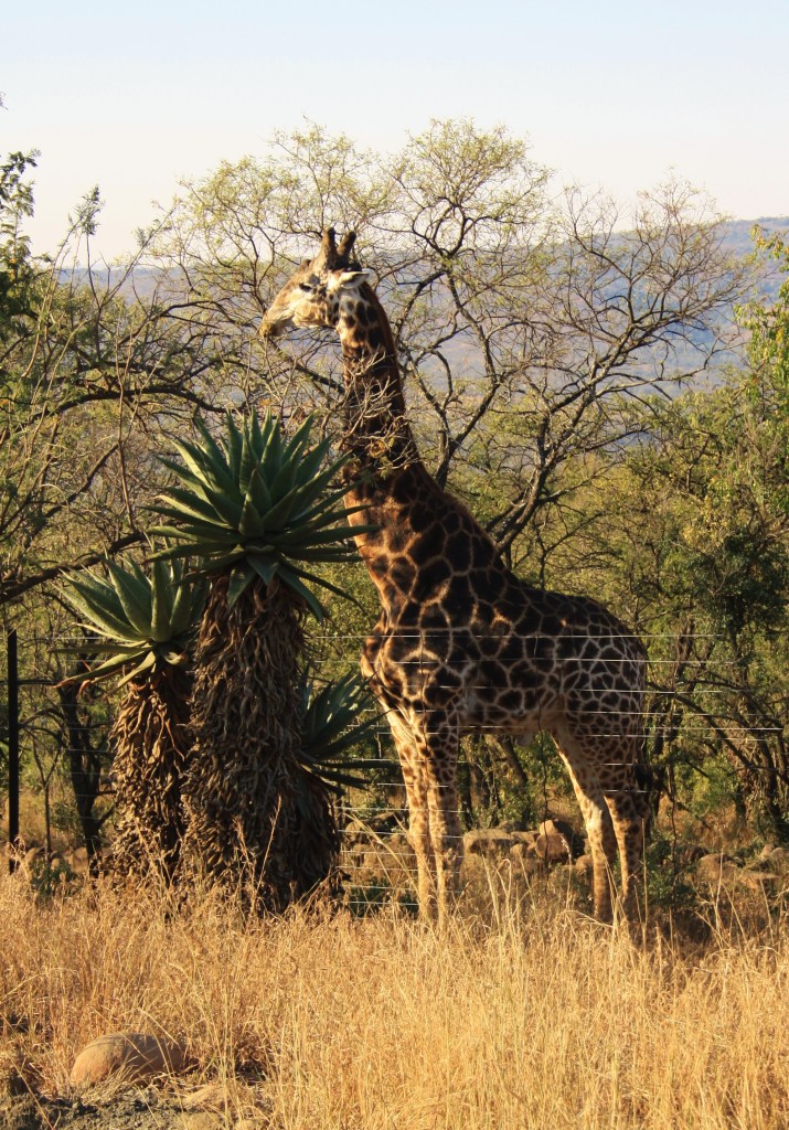 Roger the Giraffe at Isibindi Zulu Lodge Full