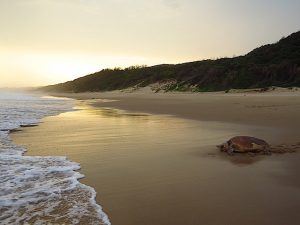 You will always long to return to this protected and pristine beach - photo by Roger de la Harpe