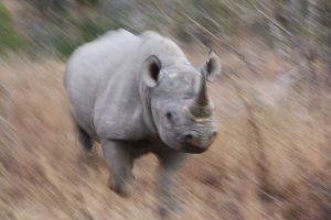 Black rhino charge