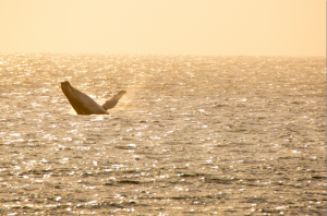 chantelle-whale-at-isimangaliso-wetland-park