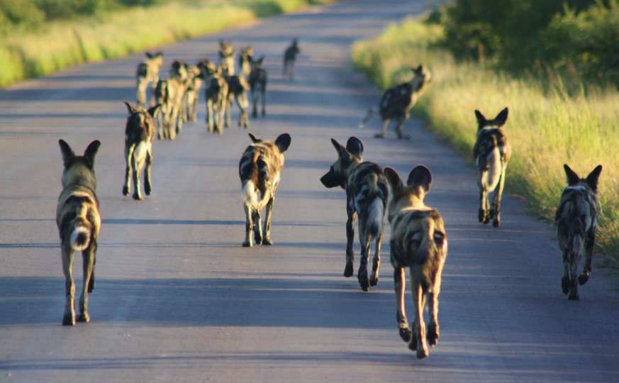 wild dogs packs wild dogs packs