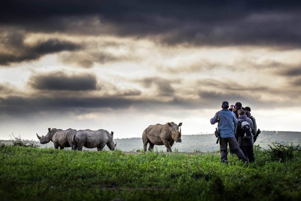 Rhinos in Hluhluwe at Rhino Ridge Safari Lodge, Isibindi Southern Africa Safari Lodge Holiday Specials and Packages