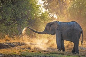 Elephant - Isibindi, South African Safari Lodge Holiday Specials and Packages