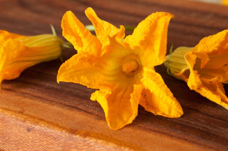 ZUCCHINI FLOWERS Isibindi Africa Lodges