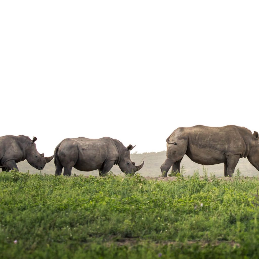 Rave reviews of Rhino Ridge - Isibindi Africa Lodges