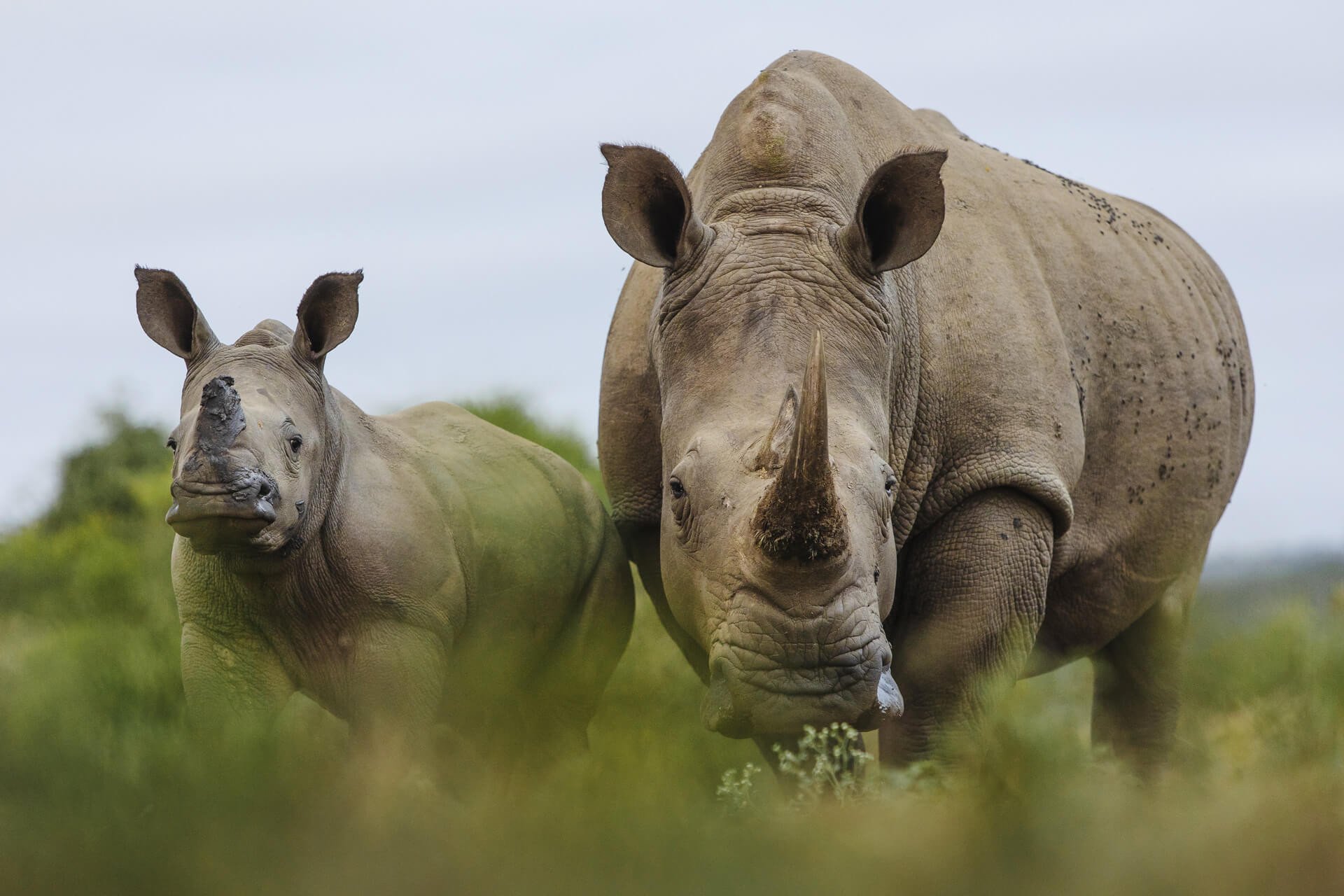 RhinoRidge_HomePage_Rhino-with-calf