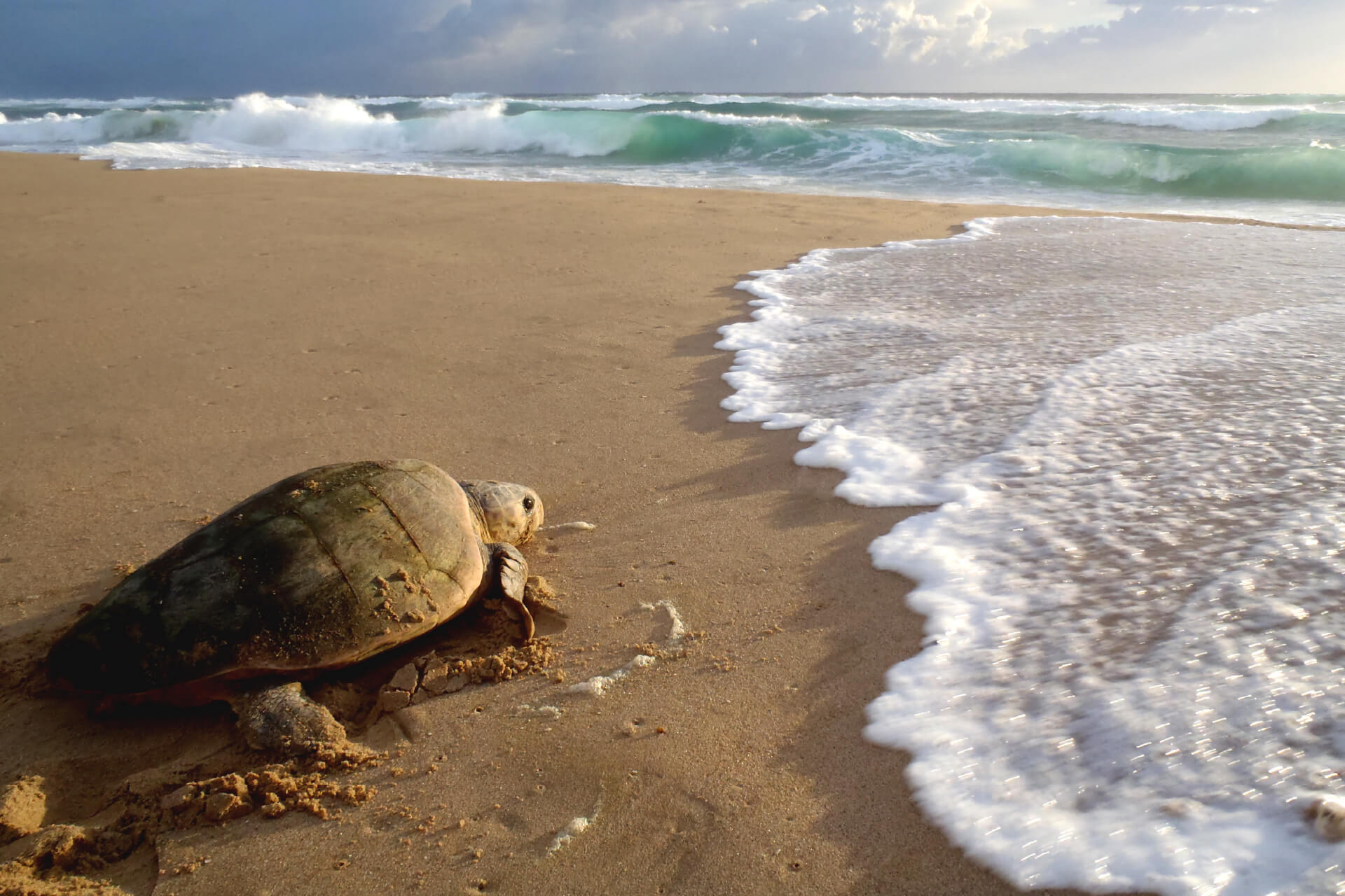 ThongaBeach_Experiences_TurtleTracking_Leatherback-Loggerhead