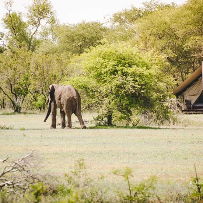 game lodges in South Africa