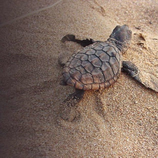 418-Turtle-hatchling-1024x627 418-Turtle-hatchling-1024x627