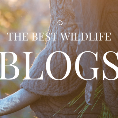 Best Wildlife Blogs