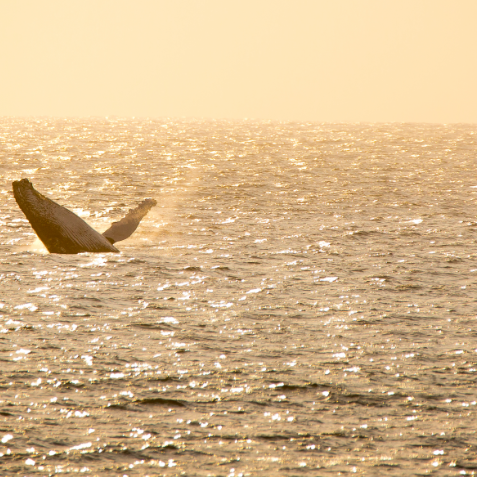 Chantelle Whale close up