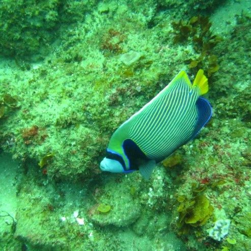 Diving with Elderly 2